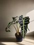 Alocasia Polly ‘African Mask’ is a striking plant with deep green, arrow-shaped leaves and bold silvery-white veins. Compact yet dramatic, it thrives in bright, indirect light, high humidity, and well-draining soil. A medium-care plant, it adds a bold, exotic touch to any space. Perfect for tropical plant lovers!