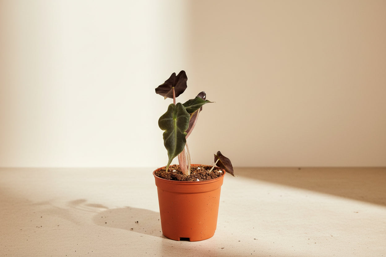 The Alocasia ‘Purpley’ is a moody, velvety aroid celebrated for its deep green leaves, dramatic veining, and rich purple undersides that glow like velvet in low light.