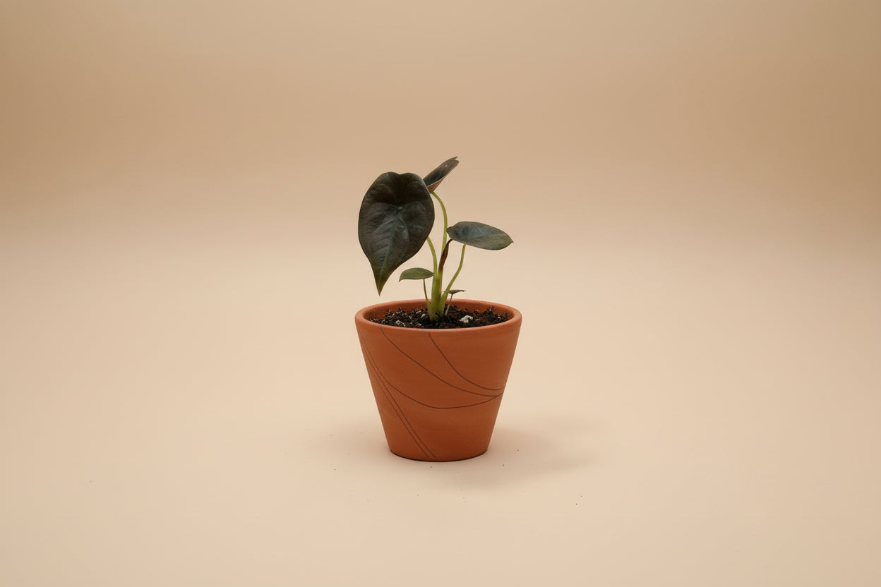 Alocasia ‘Red Secret’ is a rare tropical houseplant with iridescent, coppery-red leaves. A striking, compact beauty perfect for collectors and humid spaces.