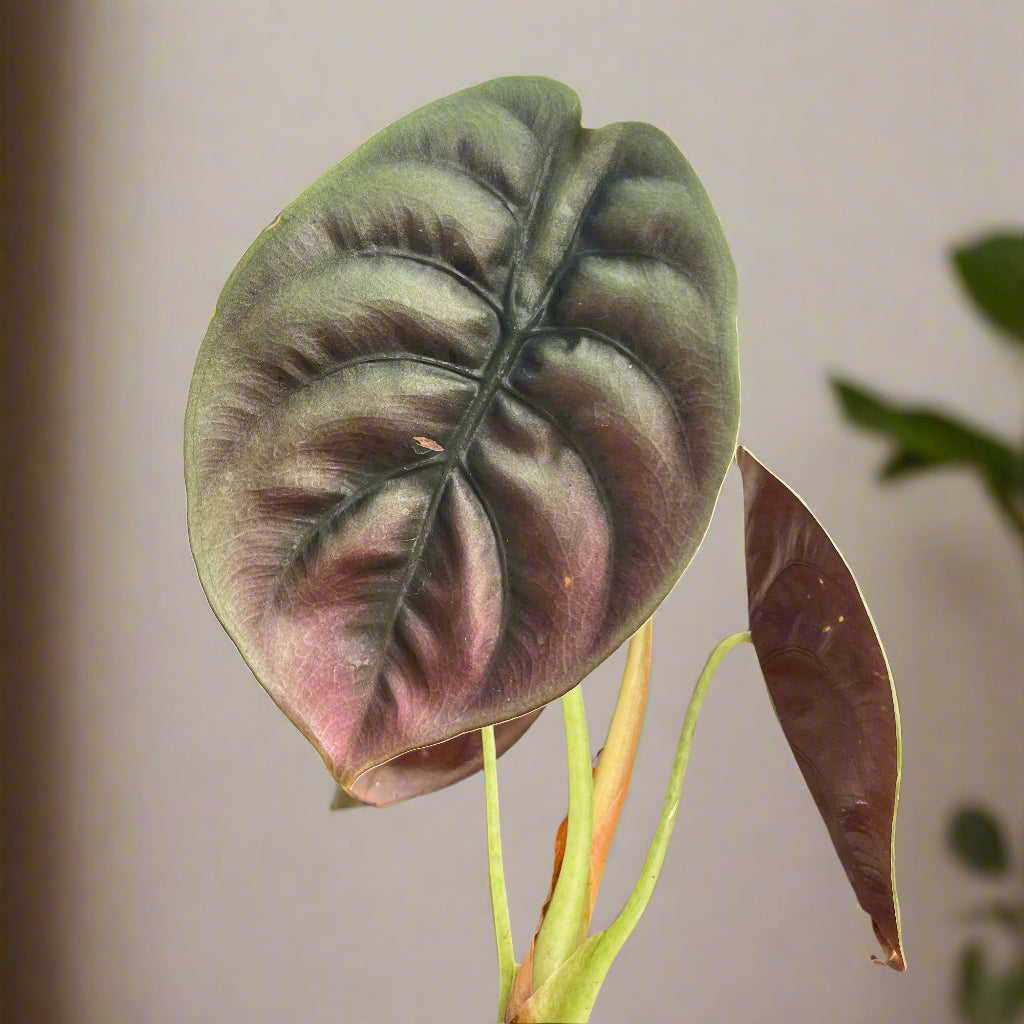 Alocasia ‘Red Secret’ is a rare tropical houseplant with iridescent, coppery-red leaves. A striking, compact beauty perfect for collectors and humid spaces.