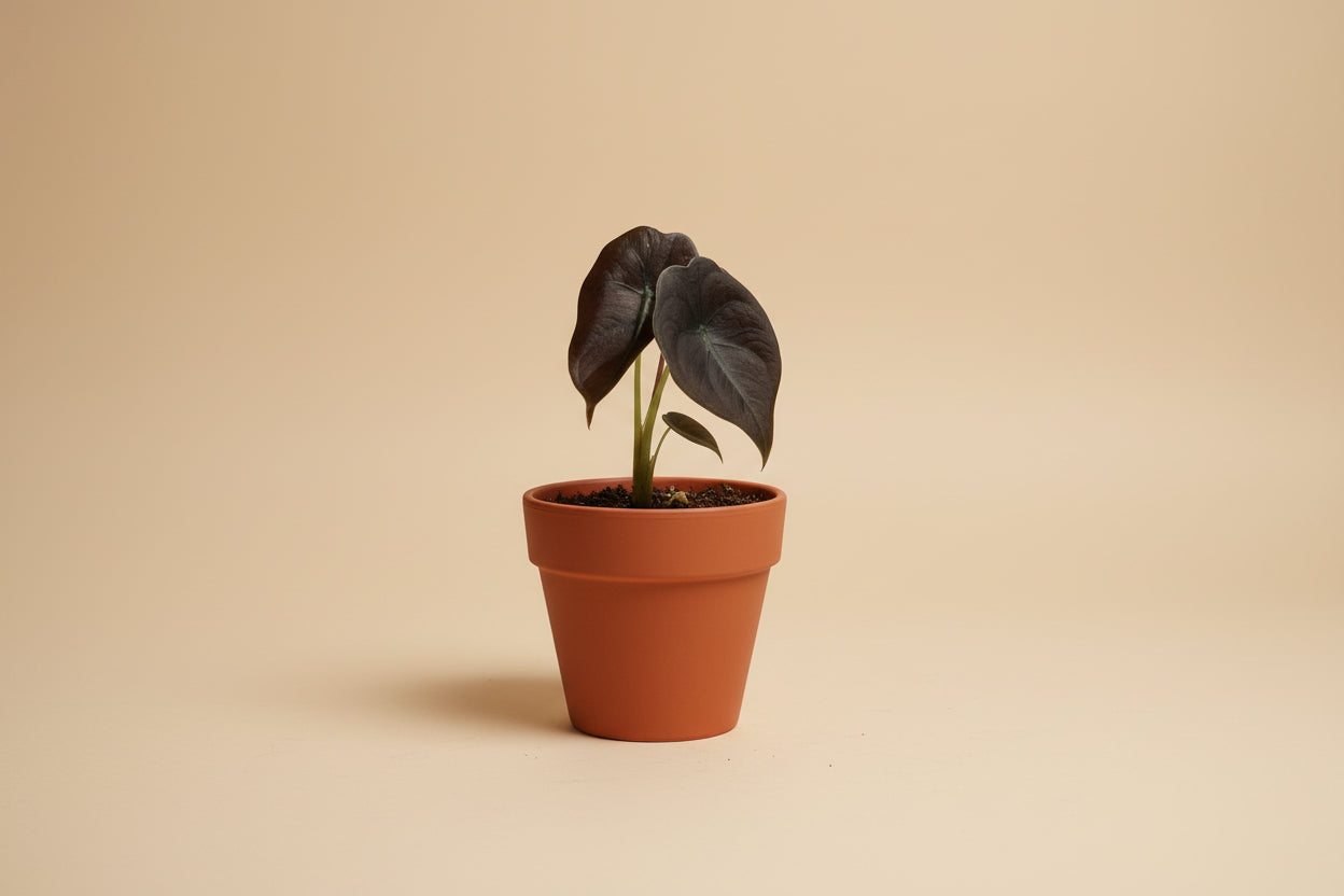 Alocasia ‘Red Secret’ is a rare tropical houseplant with iridescent, coppery-red leaves. A striking, compact beauty perfect for collectors and humid spaces.