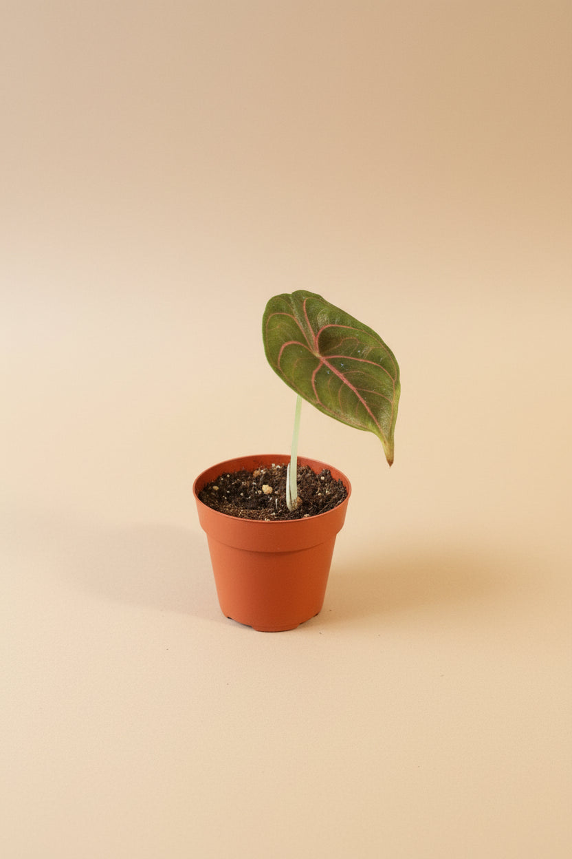 Alocasia azlanii rare jewel plant with iridescent dark leaves and pink veins. Unique collector houseplant for bright indirect light and humid spaces.