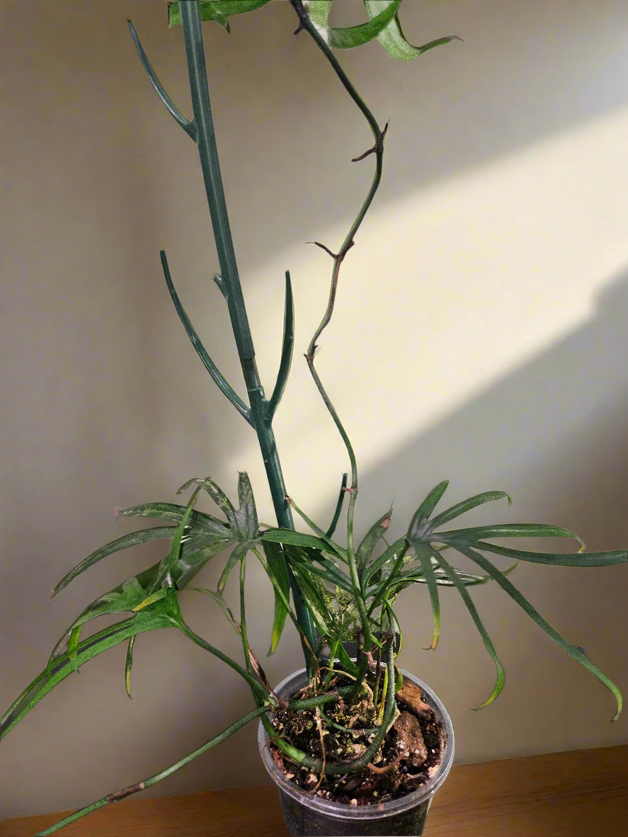 Amydrium zippelianum is a rare climbing aroid with dramatic, deeply lobed leaves—perfect for adding bold, tropical texture to bright, humid spaces.