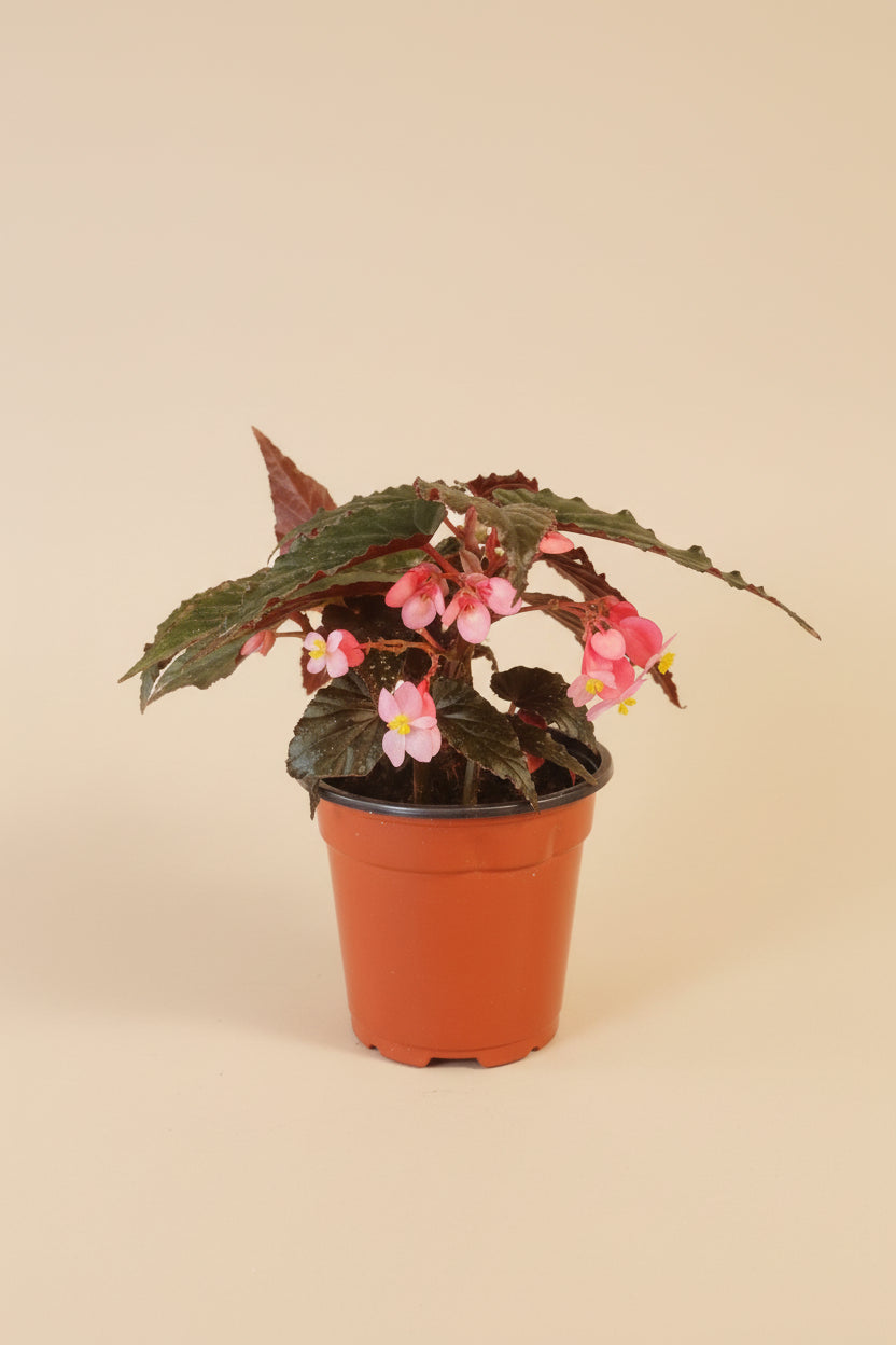 Angel Wing Begonia Lynda Dawn with dark green to near-black leaves. Moody, elegant houseplant perfect for bright indirect light and curated indoor spaces.