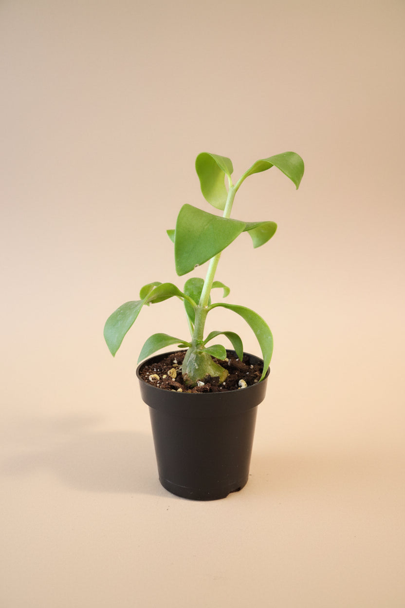 Rare Ant Plant with sculptural caudex, hollow chambers, and tropical foliage. A bizarre collector favorite with easy-care exotic jungle vibes.