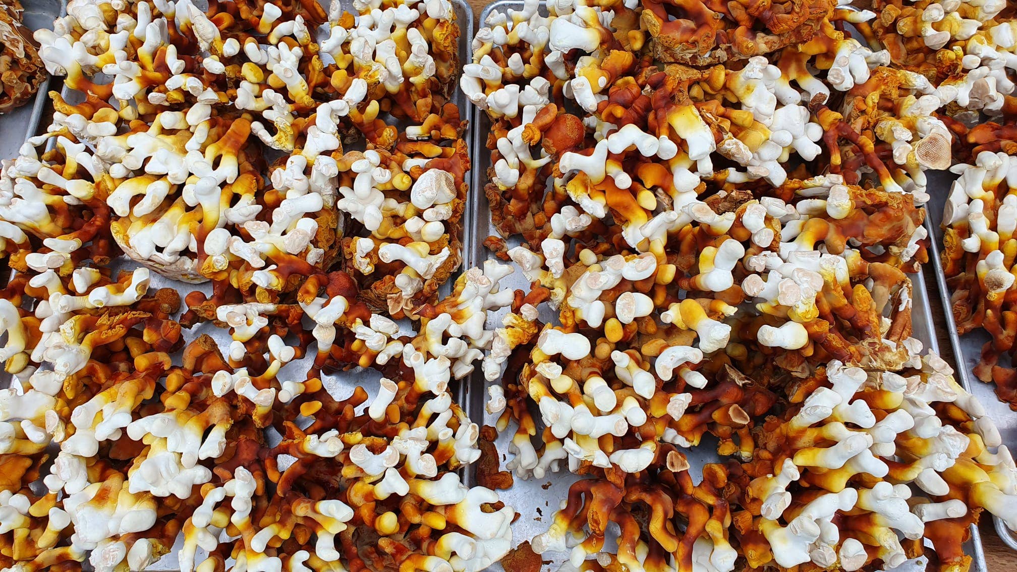 Grow Antler Reishi mushrooms at home with this beginner-friendly kit. Slow-growing, ornamental, and medicinally revered—includes everything needed for success.