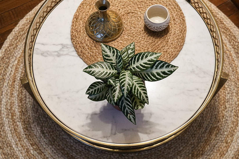 Aphelandra ‘Snow White’: bold white-veined tropical with glossy leaves and upright form. A striking, modern houseplant for bright, humid spaces.