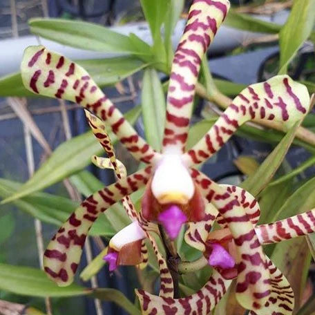 Arachnis Maggie Oei Variegated is a rare orchid with creamy variegated foliage and striking blooms. A collector plant that adds bold tropical structure and elegance indoors.