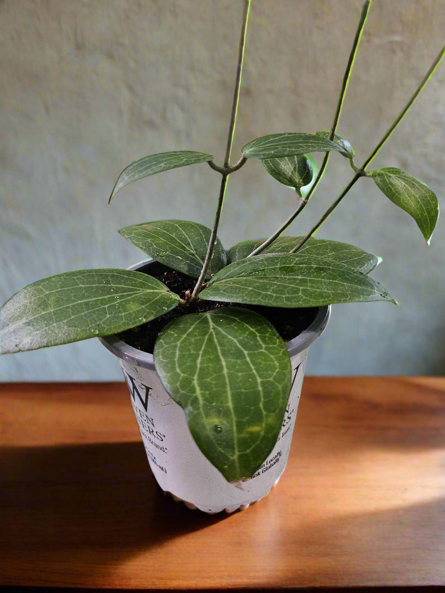 The Pet-Safe Beginner’s Plant Bundle is the perfect way to start your indoor garden without compromising your pet’s safety. Whether you’re a new plant parent or gifting to a pet lover, this bundle is a thoughtful and worry-free way to bring greenery home!