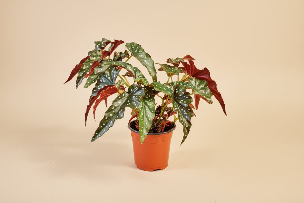 Begonia Black Forest features dark, near-black angelwing leaves with subtle texture. A moody cane begonia perfect for adding depth to indoor plant styling.