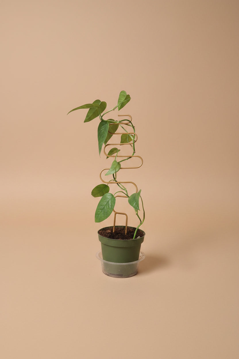 Baltic Blue Pothos features blue-green fenestrated leaves. Easy care, low-light tolerant, and perfect for climbing or trailing in any indoor jungle