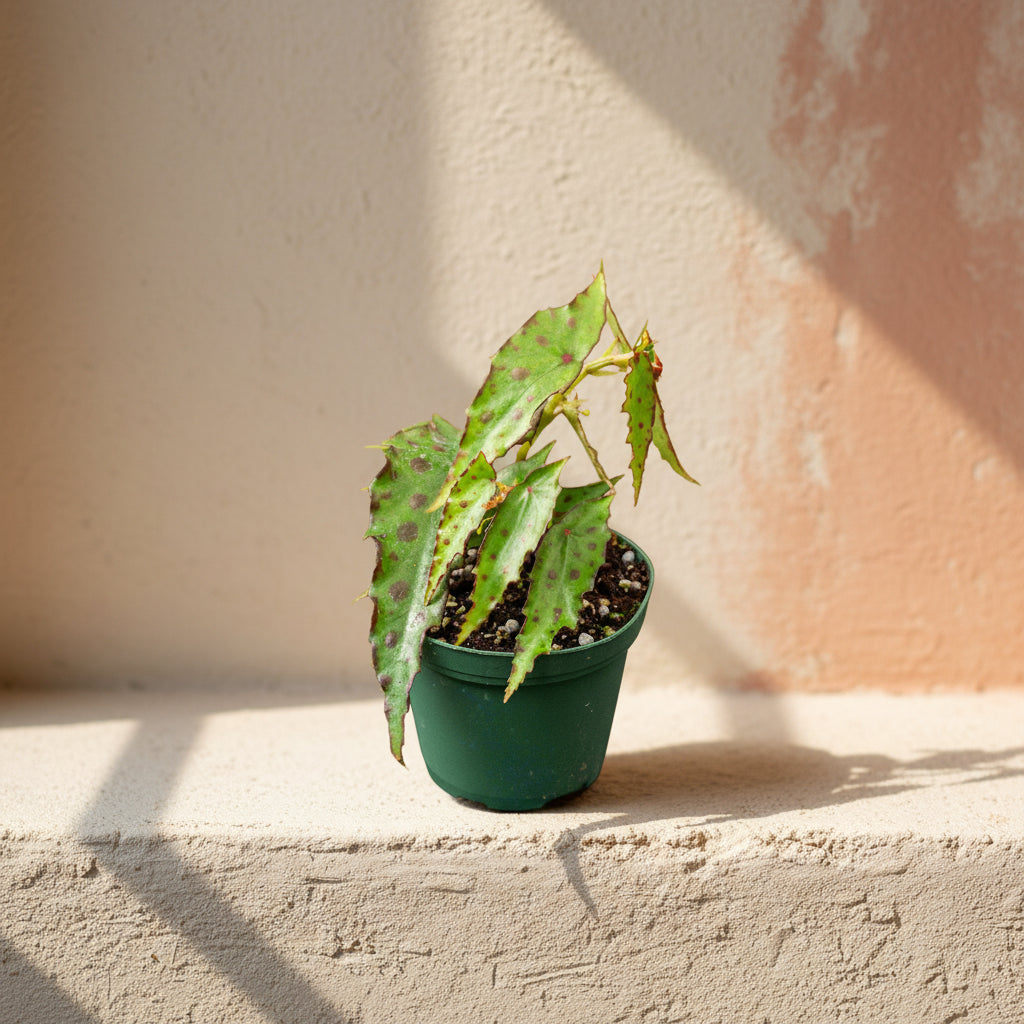 Begonia amphioxus - 4”: A rare tropical plant from Borneo with lance-shaped green leaves and bold red polka dots.