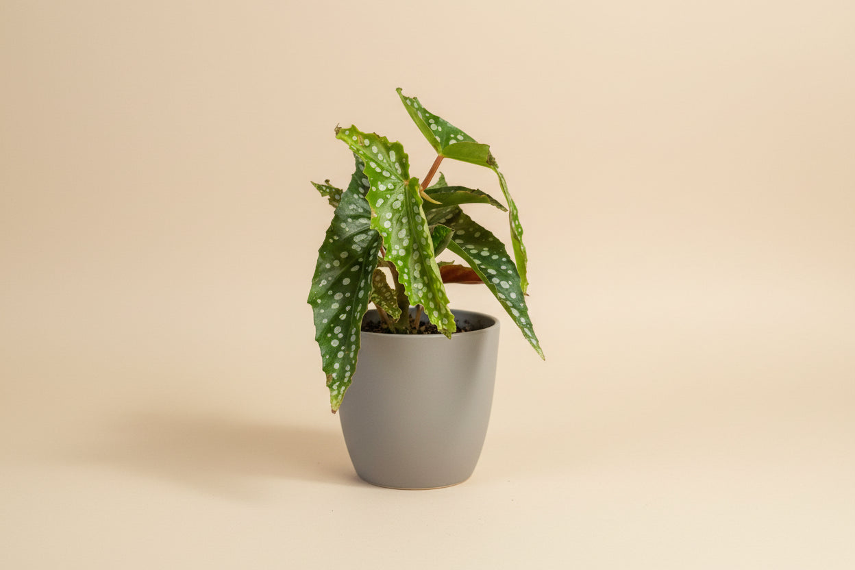 Begonia Angelwing ‘My Special Angel’ houseplant with silver-spotted leaves and pink bloom potential. Elegant cane begonia perfect for bright indoor spaces.