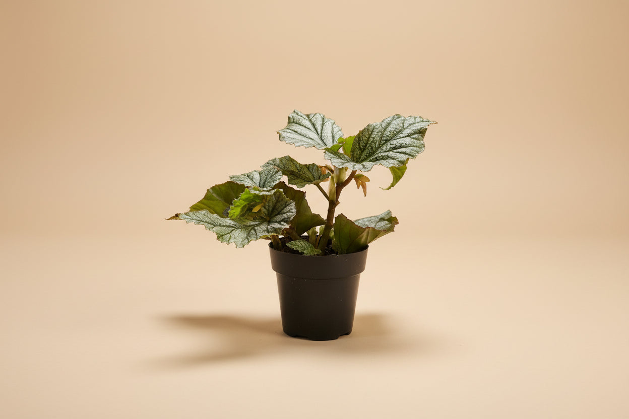 Begonia Angelwing Frosty features silvery, angelwing-shaped leaves on upright cane stems, making it an easy-care, elegant houseplant for bright indoor spaces.