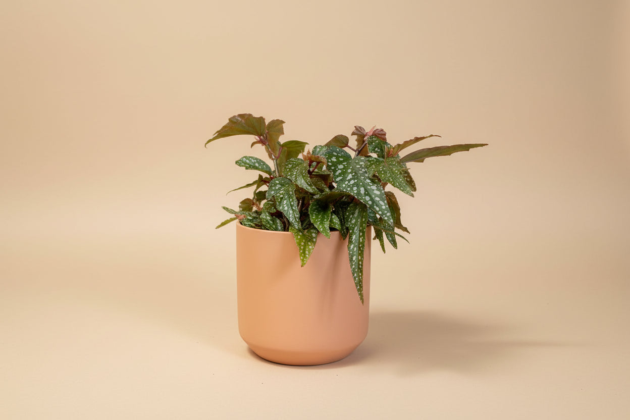 Begonia Angelwing Medora features silver spotted, angelwing-shaped leaves on upright cane stems, making it an easy-care, elegant houseplant for bright indoor spaces.