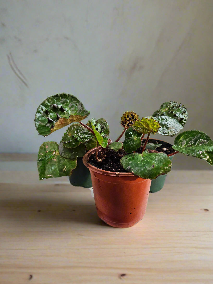 The Begonia ferox is a rare, exotic plant native to Guangxi, China, prized for its asymmetrical, glossy green leaves covered with black bullae tipped with fine hairs. It produces small white flowers and thrives in bright, indirect light with high humidity. Perfect for collectors, it adds a unique, textured charm to any space.