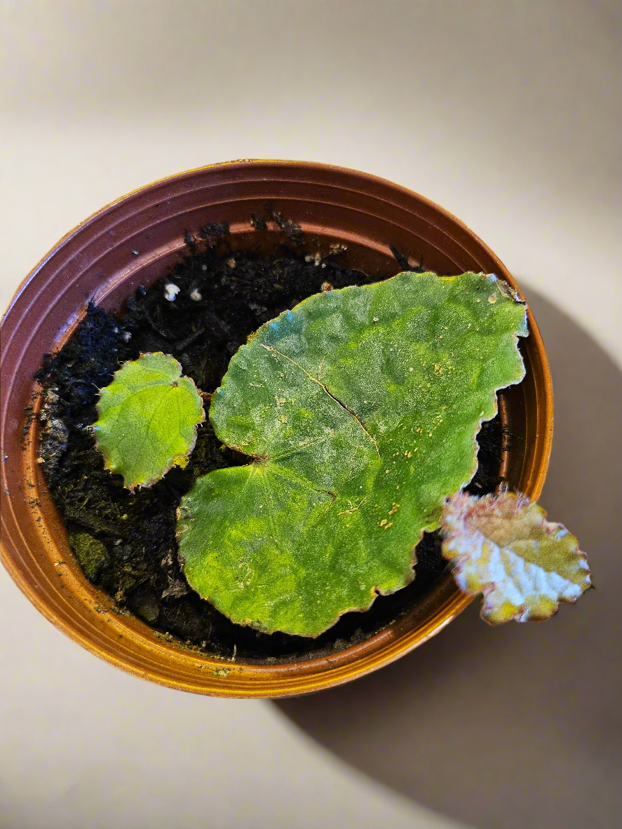 The Begonia ferox is a rare, exotic plant native to Guangxi, China, prized for its asymmetrical, glossy green leaves covered with black bullae tipped with fine hairs. It produces small white flowers and thrives in bright, indirect light with high humidity. Perfect for collectors, it adds a unique, textured charm to any space.