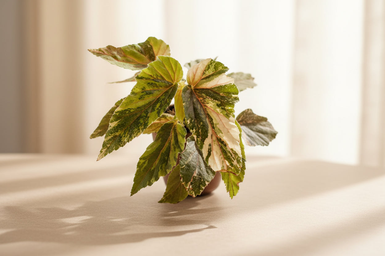 Begonia Ginny Galaxy is a rare rex begonia with cosmic, speckled foliage. High-variegated 3″ plants are collector favorites and easy to propagate indoors.