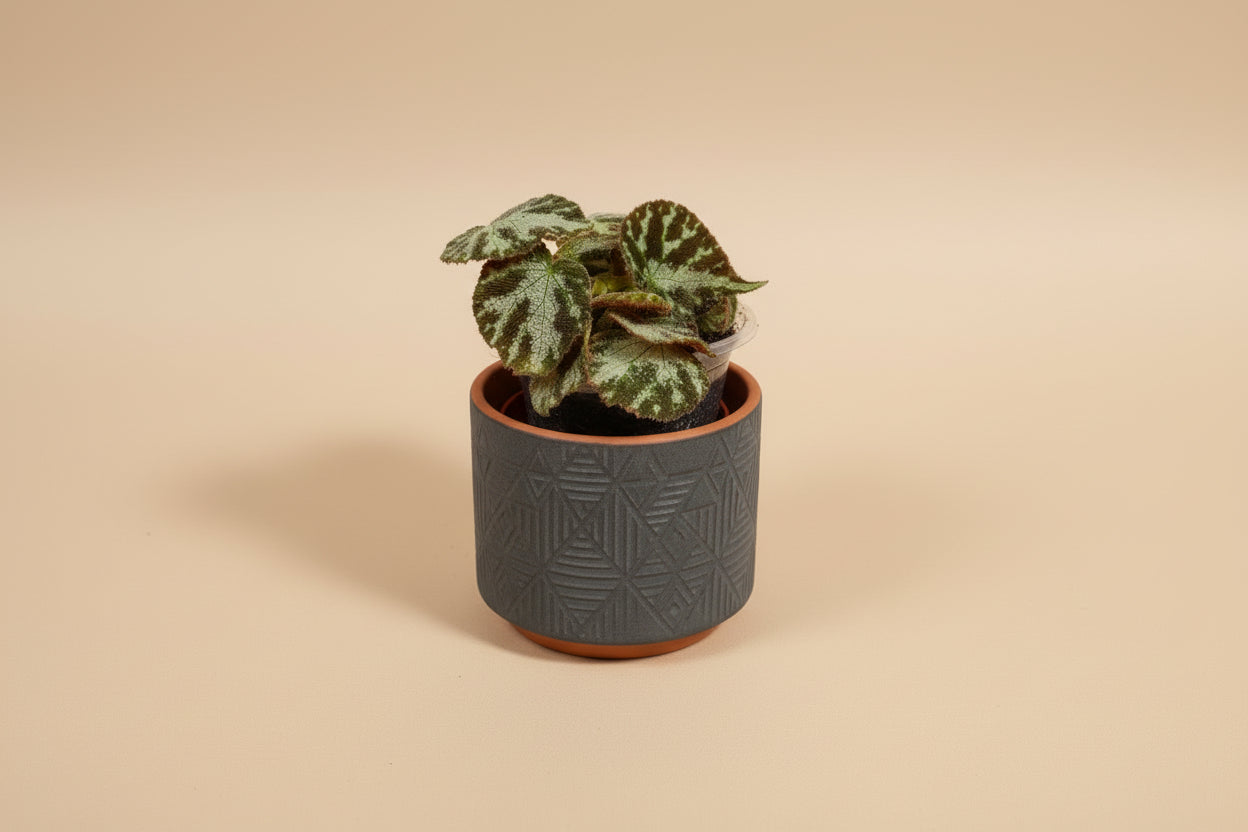 Begonia Imperialis features soft silvery-green leaves with elegant veining and a subtle shimmer. A refined, easy-care begonia perfect for indoor plant styling.