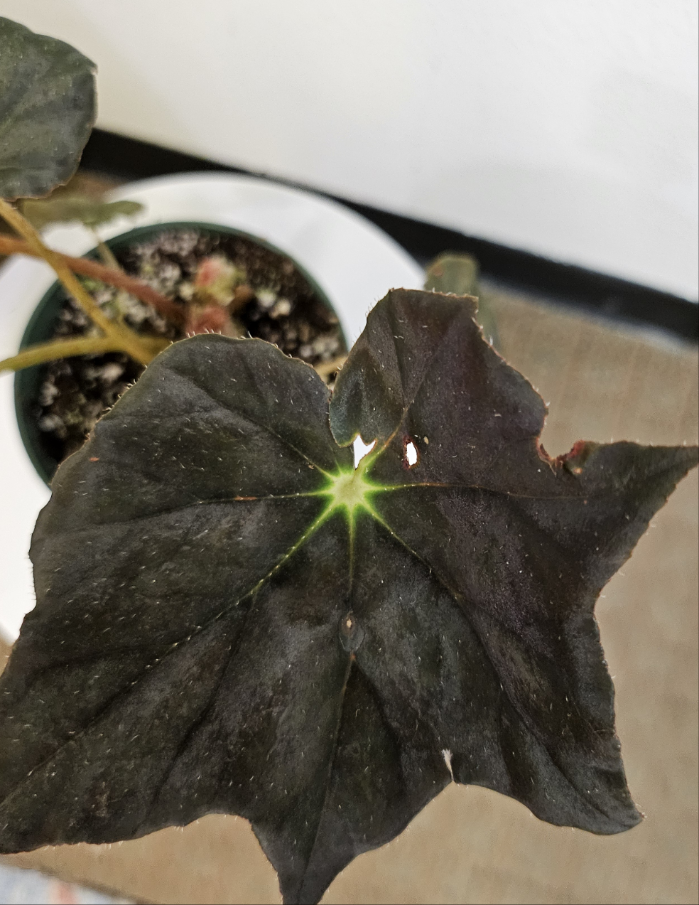 Begonia ‘Joe Hayden’ (Begonia rex-cultorum) is a stunning Rex Begonia hybrid, prized for its vibrant, star-shaped leaves with bold patterns of green, burgundy, and silver. Perfect for indoor decor, this uncommon beauty thrives in bright, indirect light with high humidity.