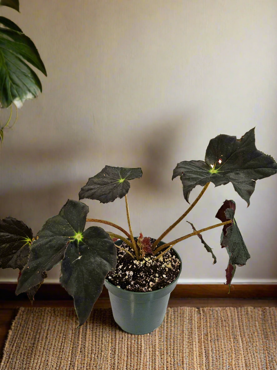 Begonia ‘Joe Hayden’ (Begonia rex-cultorum) is a stunning Rex Begonia hybrid, prized for its vibrant, star-shaped leaves with bold patterns of green, burgundy, and silver. Perfect for indoor decor, this uncommon beauty thrives in bright, indirect light with high humidity.