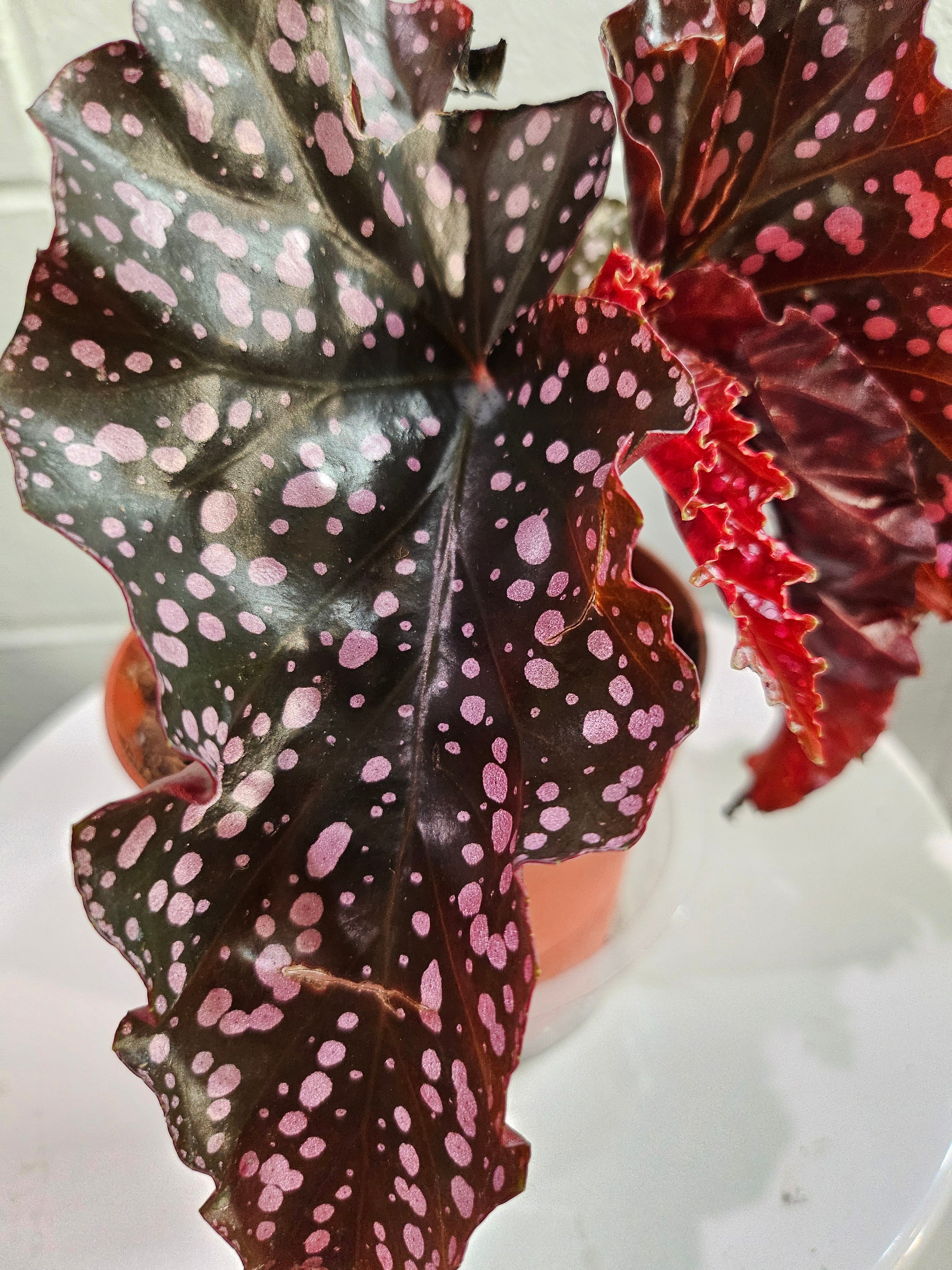 The Begonia Maculata ‘Cracklin’ Rose’ is an elegant, low-maintenance gem that adds a touch of vintage glam and modern vibrancy to any plant collection!