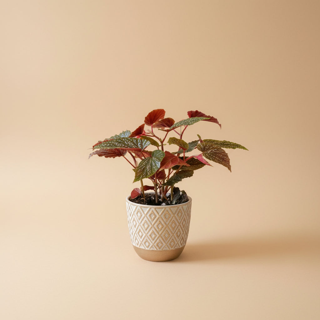 Begonia Pink Spot angel wing houseplant with striking spotted leaves. Easy-care indoor plant perfect for bright spaces and tropical plant collections.