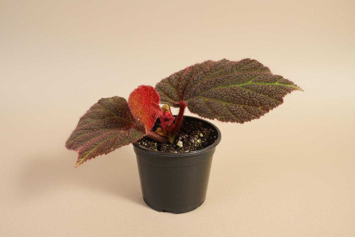 Begonia Rex Mars Rising features bold red and burgundy leaves with dramatic contrast. A striking, collector-favorite rex begonia for vibrant indoor plant styling.