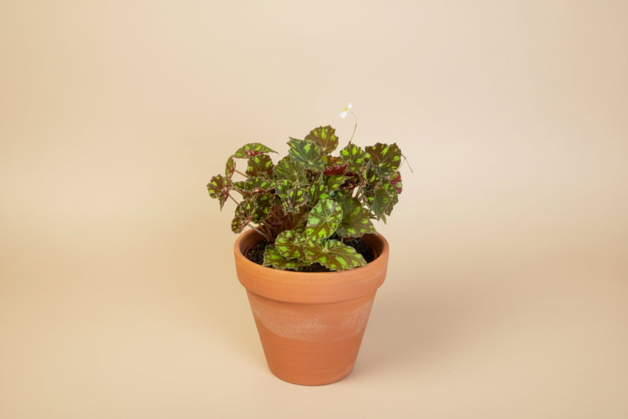 Begonia Rex ‘Polar Shadows’ features velvety dark foliage with silver tones. A moody, collector-favorite houseplant perfect for bright, indirect light spaces.