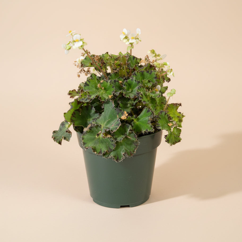 Begonia &