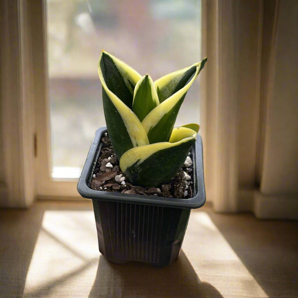 Bird’s Nest Snake Plant with compact rosette growth. Low-maintenance, drought-tolerant, and perfect for desks, shelves, or small spaces.