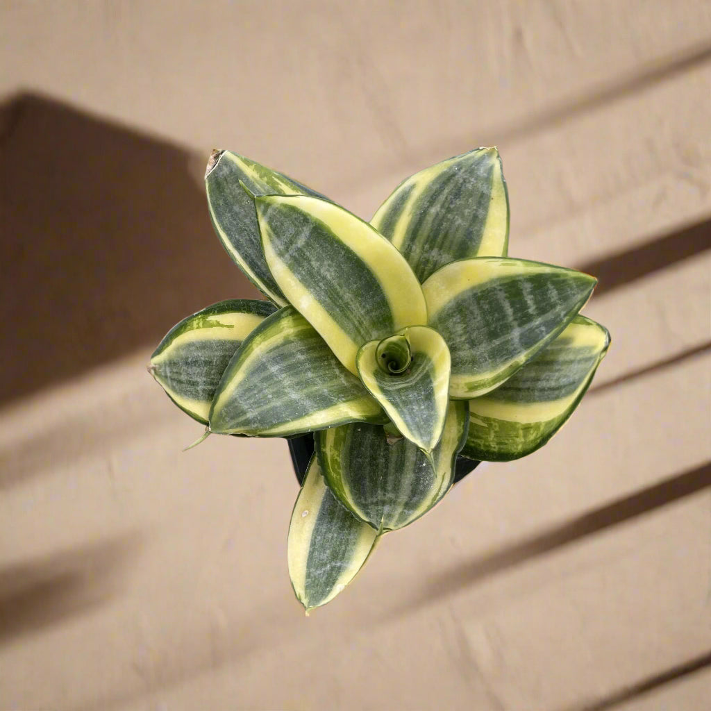 Bird’s Nest Snake Plant with compact rosette growth. Low-maintenance, drought-tolerant, and perfect for desks, shelves, or small spaces.