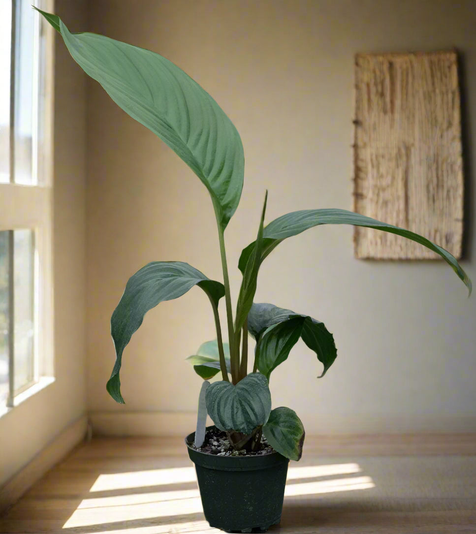 The Black Bat Flower (Tacca chantrieri) is an exotic masterpiece with striking, bat-shaped black blooms and trailing whisker-like bracts. Native to Southeast Asia, this rare plant thrives in humid, tropical conditions and adds intrigue with its lush foliage and moody elegance. Ideal for collectors.