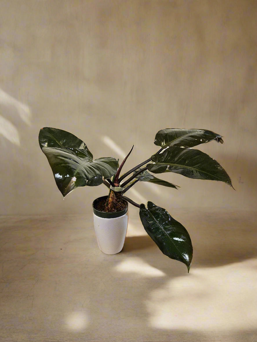 Philodendron &