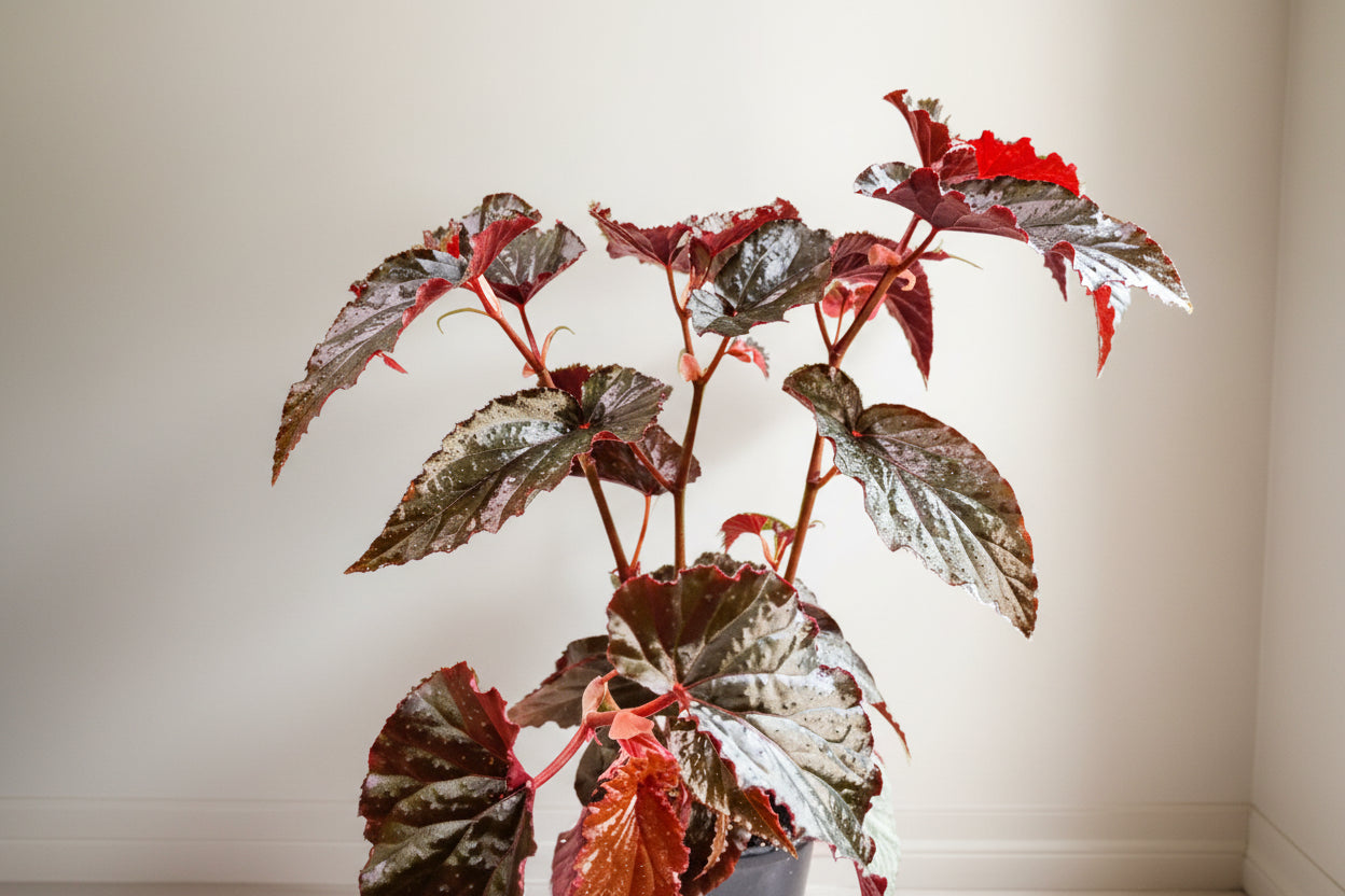 The Black Magic Begonia stuns with deep burgundy-black, velvety leaves that shimmer mysteriously—perfect for adding moody elegance to any space.