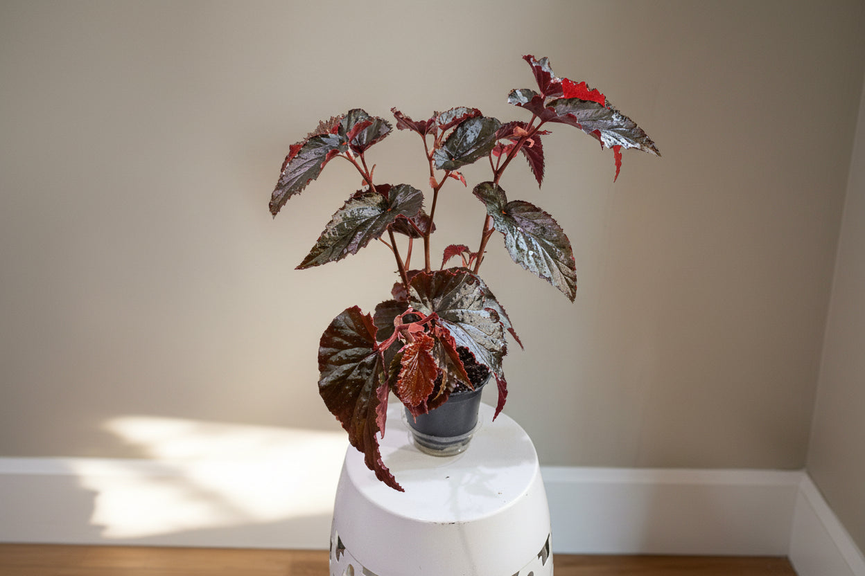 The Black Magic Begonia stuns with deep burgundy-black, velvety leaves that shimmer mysteriously—perfect for adding moody elegance to any space.