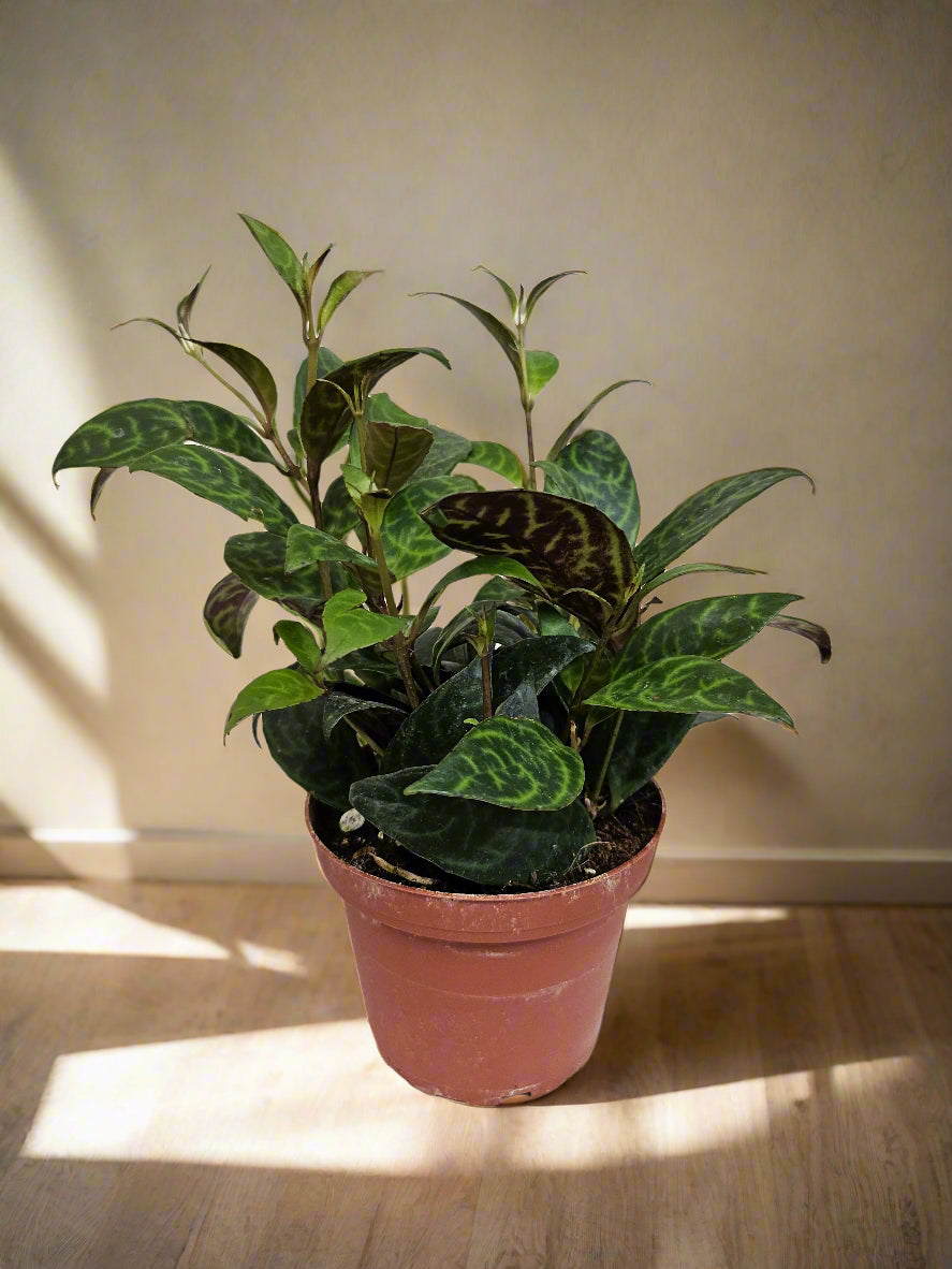 Aeschynanthus longicaulis &