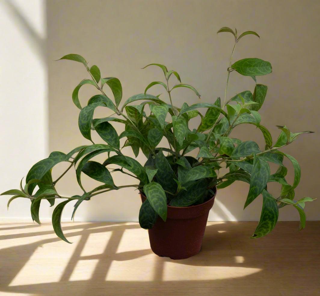 Aeschynanthus longicaulis &