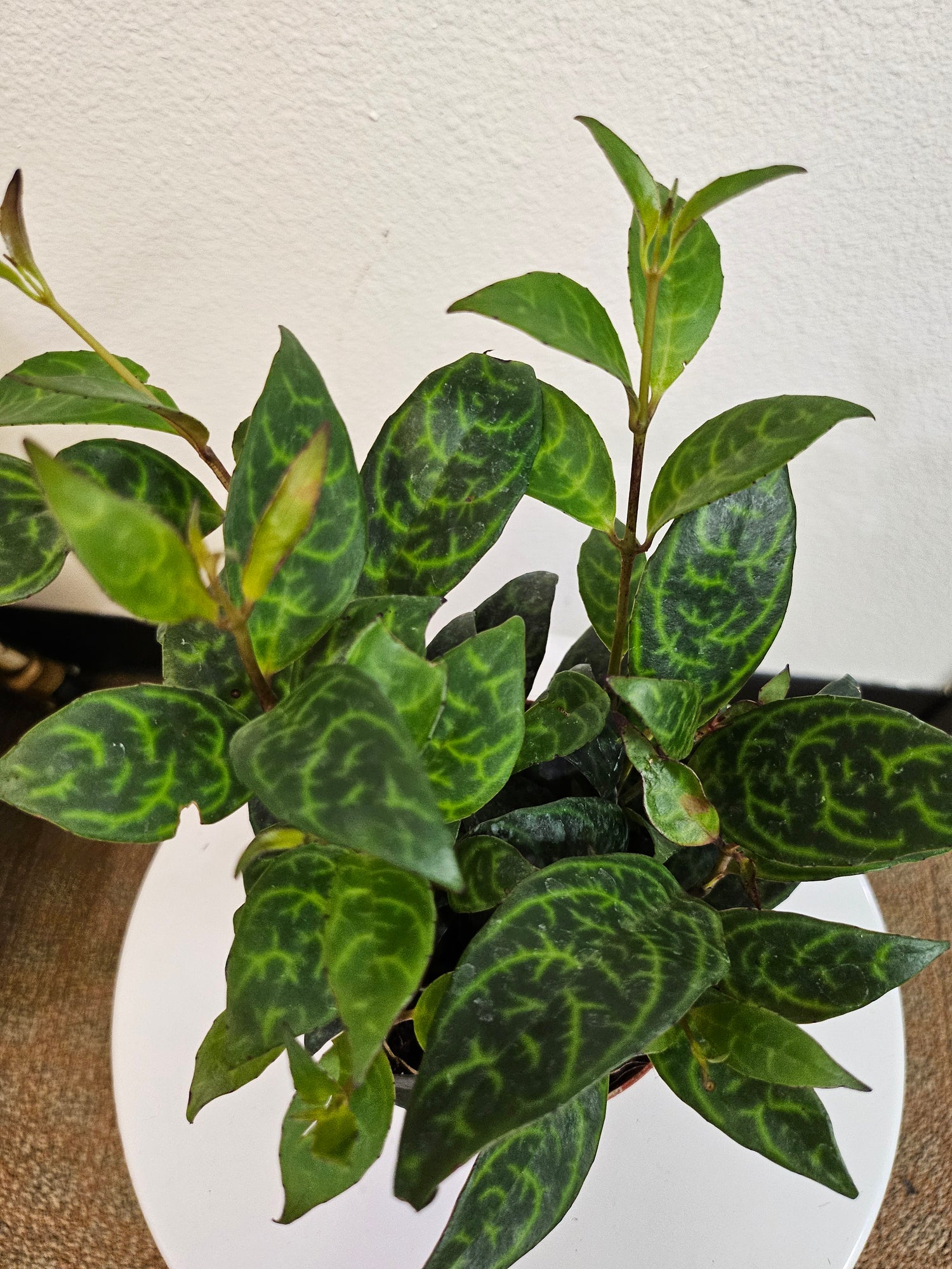 Aeschynanthus longicaulis &