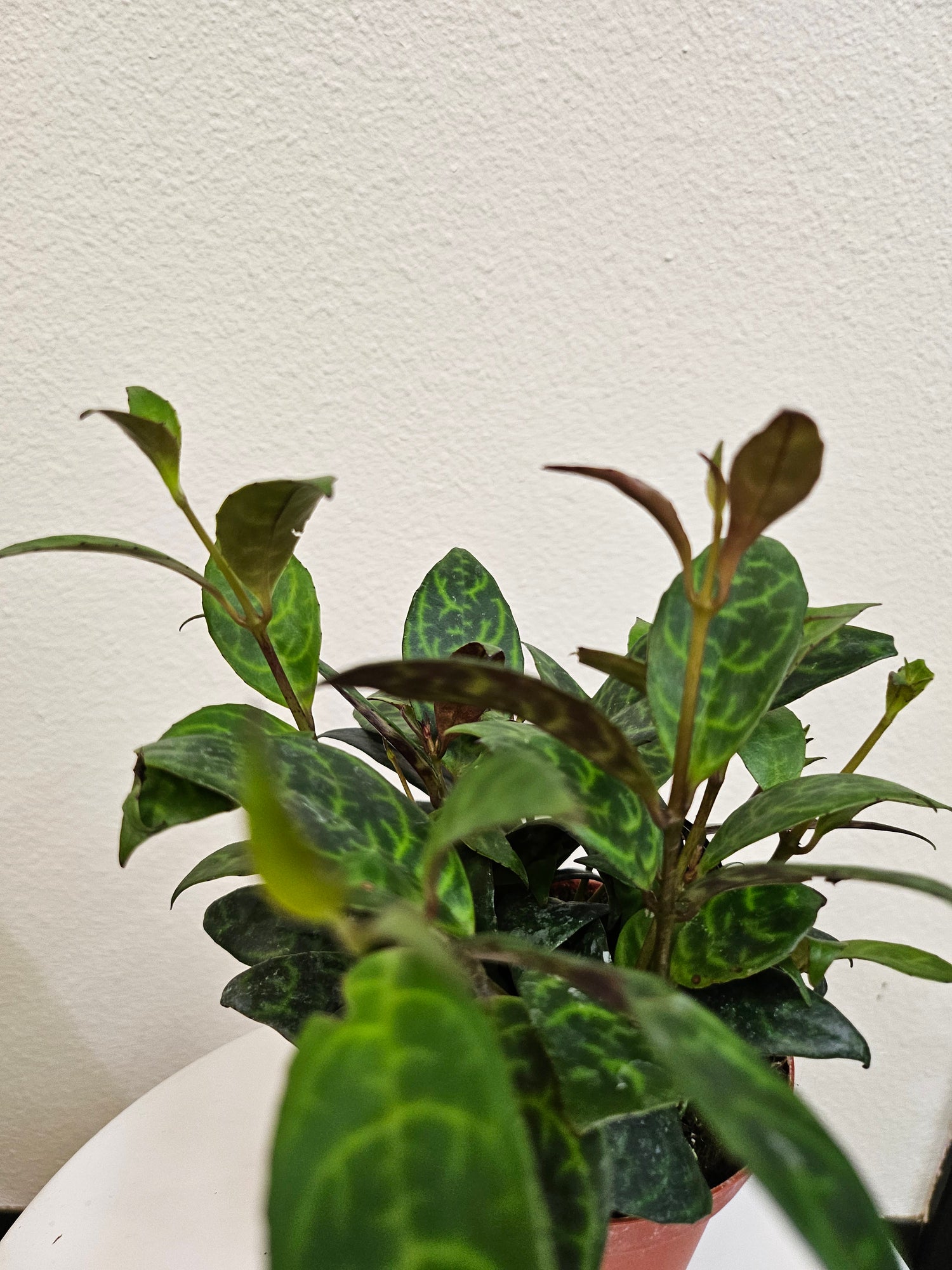 Aeschynanthus longicaulis &