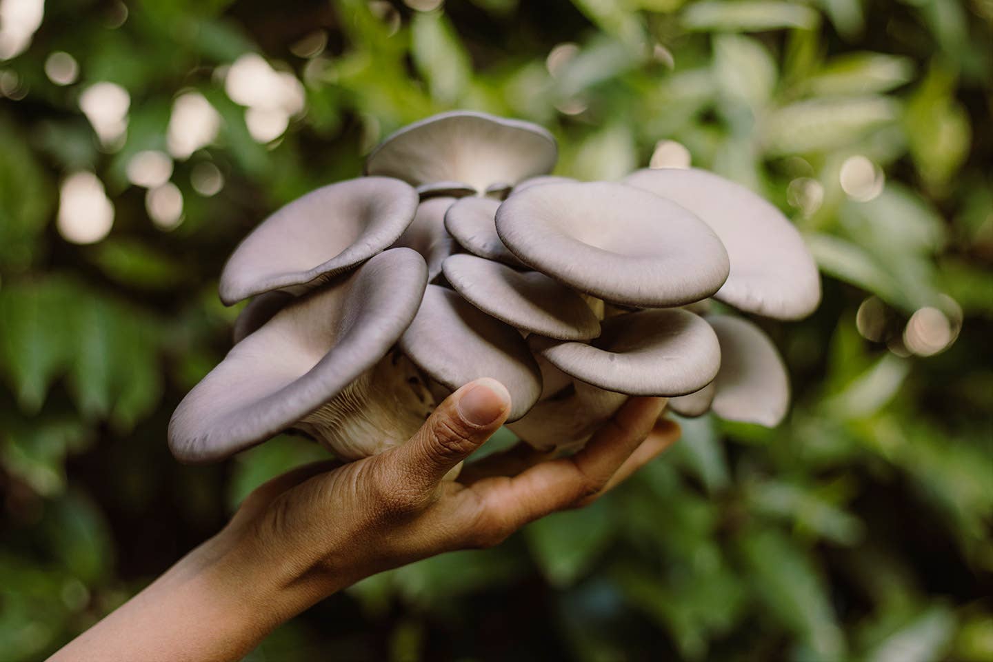 Grow Blue Oyster mushrooms at home with this easy, high-yield kit. Includes a 6 lb block for abundant harvests, rich umami flavor, and multiple flushes.