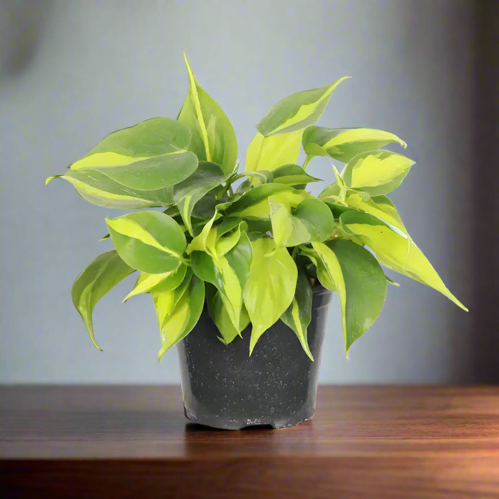 brazilian philodendron light Brazil Philodendron Plant (Philodendron hederaceum 'Brasil')