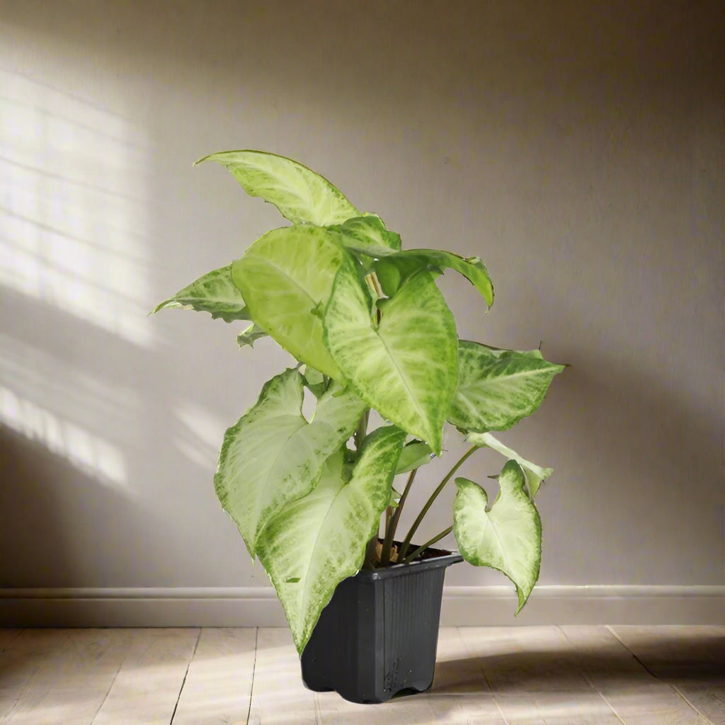 The Arrowhead Plant (Syngonium), also known as the Butterfly Plant, features unique arrow-shaped leaves that thrive in medium to low light. Perfect for darker spaces, this low-maintenance plant adds vibrant greenery to your home. Easy to care for and versatile, it’s ideal for beginners.