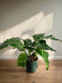 Calathea musaica ‘Network’ features stunning mosaic-patterned leaves, pet-safe foliage, and loves humidity. A striking, low-light tropical houseplant.