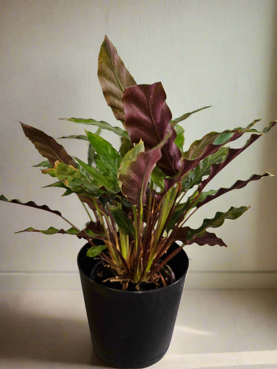The Calathea rufibarba (Furry Feather Calathea) features wavy, velvety leaves with burgundy undersides and thrives in bright, indirect light and high humidity. Non-toxic to pets and air-purifying, it adds elegance to kitchens or bathrooms. Use filtered water to prevent browning and pair with a Rooibos Chai for a soothing routine.