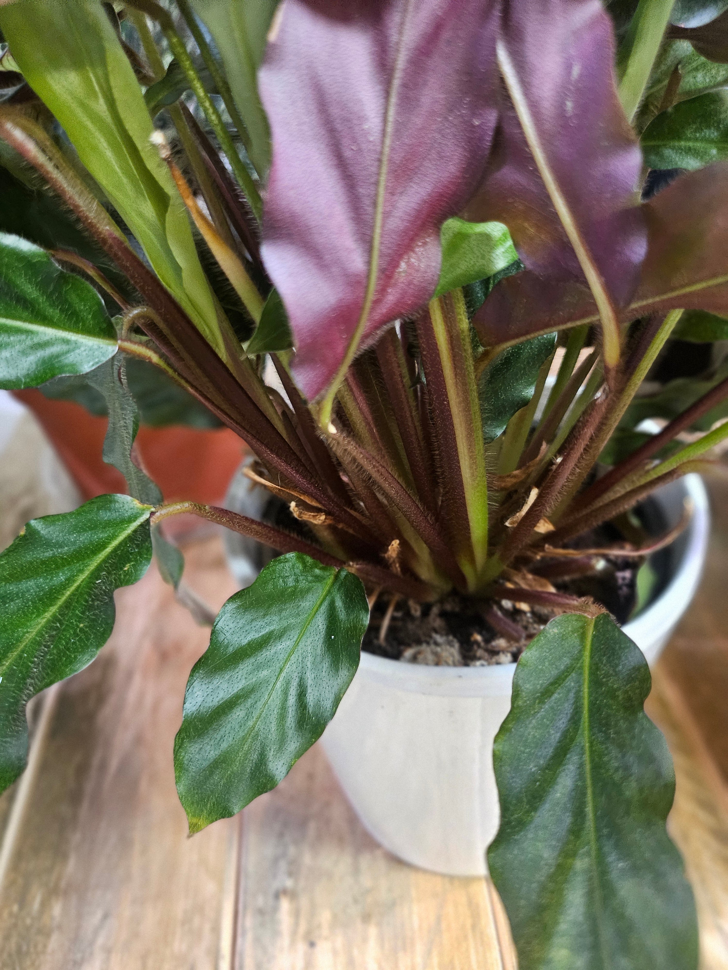 The Calathea rufibarba (Furry Feather Calathea) features wavy, velvety leaves with burgundy undersides and thrives in bright, indirect light and high humidity. Non-toxic to pets and air-purifying, it adds elegance to kitchens or bathrooms. Use filtered water to prevent browning and pair with a Rooibos Chai for a soothing routine.
