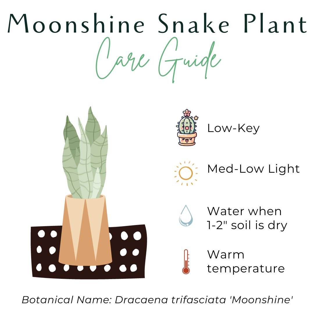 The Moonshine Snake Plant features silvery-green leaves and sleek form. Low-maintenance, air-purifying, and perfect for modern, minimalist spaces.