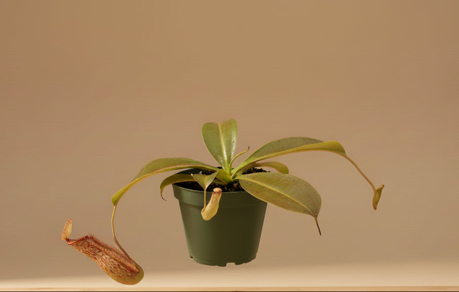 Carnivorous Nepenthes ‘Miranda’ is an uncommon hybrid pitcher plant with massive red pitchers, tropical drama, and natural insect-trapping power.
