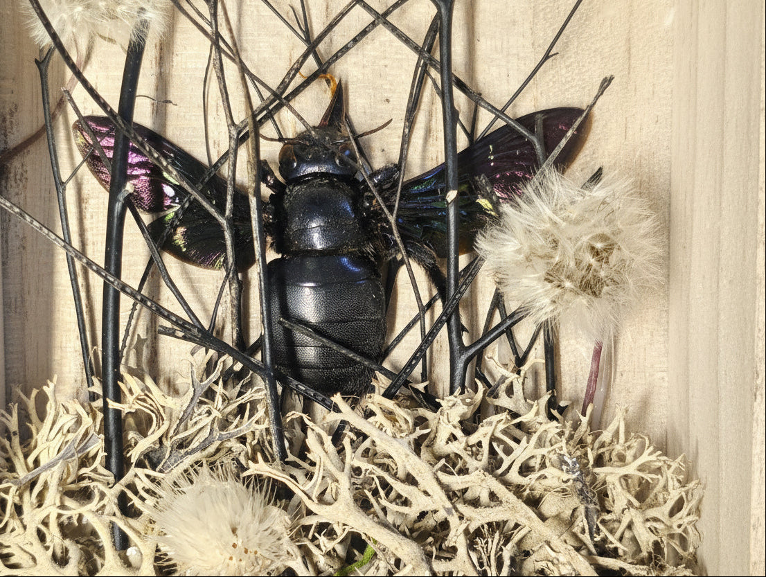 Nature shadow boxes featuring preserved flowers, moss, reeds, butterflies, and insects in 3.5"–5" standing frames. One-of-a-kind botanical curiosity decor.