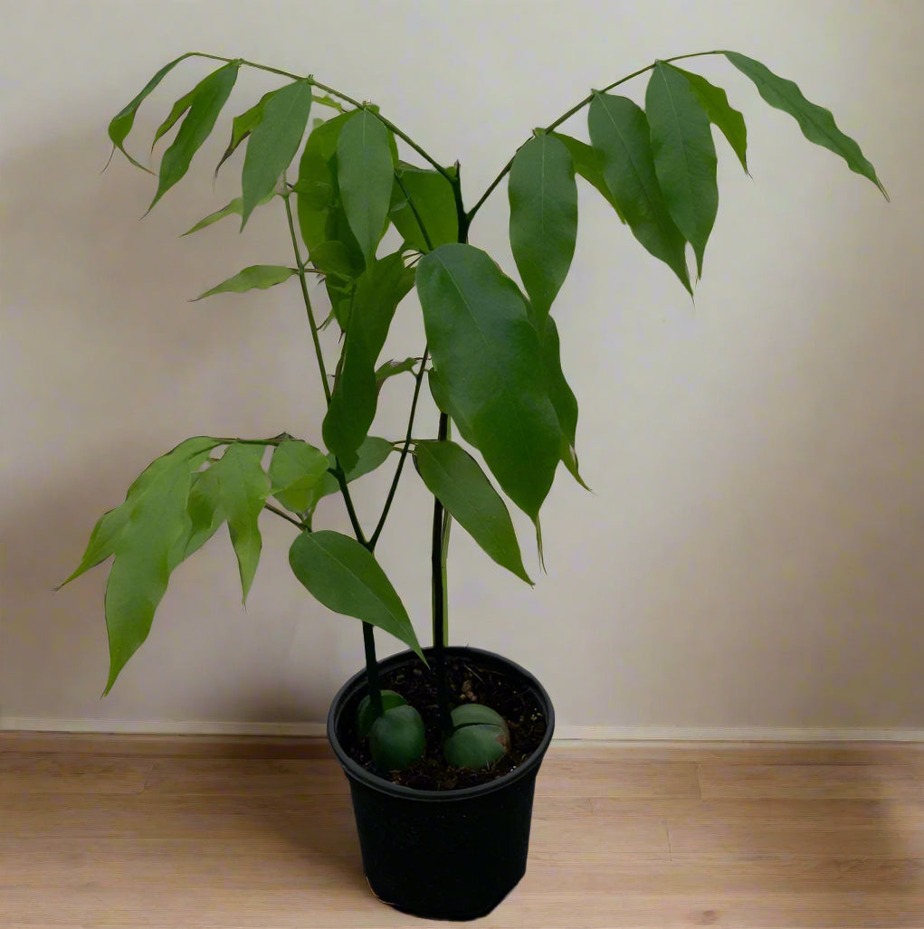 Castanospermum australe, the Lucky Bean Plant, is a rare tropical with glossy foliage and unique seed base—perfect for modern, vibrant interiors.